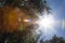 Sun shining through a tree canopy creating a decorative rainbow like lens flare on an HDR photo