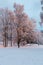 Sun shining on the tree tops in a park on a snowy winter day in Stockholm Sweden