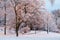 Sun shining on the tree tops in a park on a snowy winter day in Stockholm Sweden