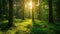 Sun Shining Through Trees in Forest, Bright and Serene Nature Scene