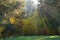 Sun shining through the trees on a path in a golden forest landscape setting during the autumn season