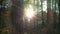 Sun shining through trees sunlight glinting at dusk in a forest or natural woodland