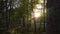 Sun shining through trees sunlight glinting at sunset or sunrise in a forest for natural woodland