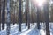 Sun shining through trees trunks in winter forest. Pine with birch trees forest. Horizontal format.