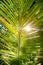 Sun shining into tropical forest with lush foliage background