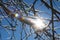 Sun shining through winter tree branches, rays.