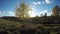 Sun shining through yellowing birch tree growing in the fields, time lapse 4K