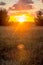 Sun shinning through field of wheat at sunset, light rays, morning landscape nature