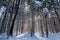 Sun shinning through the trees in Council Grounds State Park, Merrill, Wisconsin after a snow storm