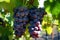 Sun-soaked sweetness, vibrant grapes on a vine with verdant leaves