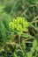 Sun spurge (Euphorbia helioscopia).