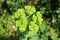 Sun spurge or Euphorbia helioscopia herbaceous annual flowering plant with oval leaves and small yellow green flowers surrounded