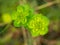 sun spurge or madwoman\\\'s milk (Euphorbia helioscopia) with blurred background