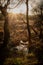 Sun star burst over bog in heathland