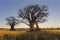 Sun star burst at sunrise at the baobab tree