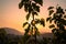 Sun star between green leaves during sunsrise with mountains in background