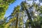 Sun Star Rays Tall Trees Towering Redwoods National Park California