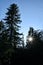 Sun Star Shining Through Tall Pine Trees