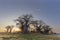 Sun starburst at Baines Baobab`s