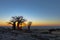 Sun starburst behind baobab trees