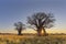 Sun starburst at sunrise in baobab tree