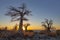 Sun starburst at sunrise at baobab trees