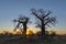 Sun starburst sunrise at baobab trees