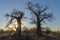 Sun starburst at sunrise behind baobab trees on Kukonje Island