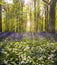 Sun streams through bluebell woods with deep blue purple flowers under a bright green beech canopy