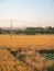 When the sun is about to go down, stand on the edge of the field and look at a large swath of golden wheat that is about to mature