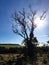 Sun and tree - Savana Brazilian