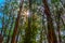 Sun and trees in Dandenong ranges, Victoria, Australia