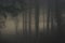 The sun tries to break through the forest on a misty and foggy day creating an exceptionally haunting image