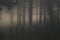 The sun tries to break through the forest on a misty and foggy day creating an exceptionally haunting image