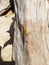 Sun wood geko yellow africa
