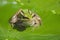 Sunbathe green frog on green leaf floor