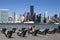 Sunbathers enjoying the New York skyline