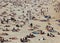 Sunbathers on famous Bondi Beach