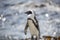 Sunbathing African Penguin