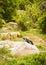 Sunbathing African Penguin