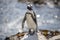 Sunbathing African Penguins