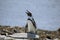 Sunbathing African Penguins
