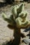 A Sunbathing Baby Joshua Tree