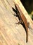 Sunbathing of Bronze Grass Skink with Rain Forest