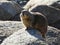 Sunbathing California Ground Squirrel