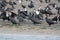 Sunbathing cormorants