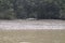 A sunbathing crocodile in Bhitar Kanika national park