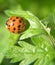 Sunbathing Ladybird