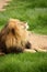 Sunbathing Lion