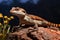 Sunbathing lizard Skink rests majestically on a sunlit rock formation